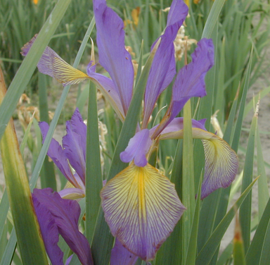 Spuria Iris  Academeaus chapmaniria.com