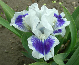 SDB Iris Ajax The Less