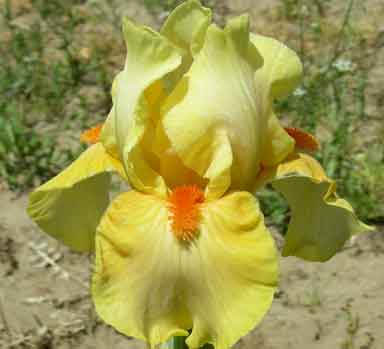 Alliteration IB Iris