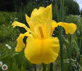 Spuria Iris