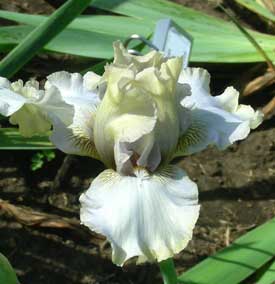 IB Iris Amakiki