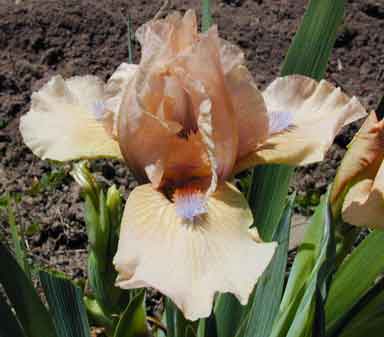 SDB Iris Apricot Party
