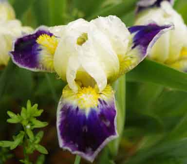 MDB Iris Aquadoodle