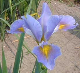 Spuria Iris Art's Alive