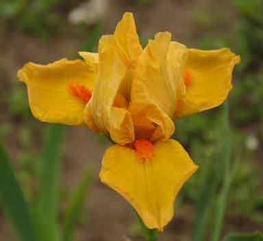 SDB Iris Autumn Orange