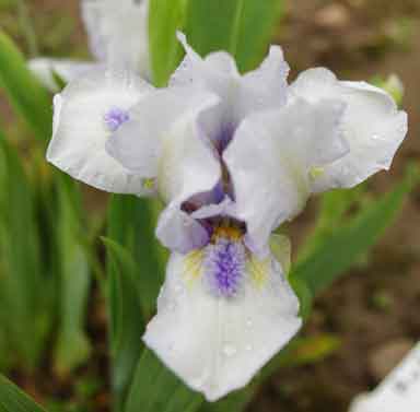 SDB Iris Autumn Surge