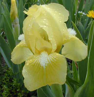 SDB Iris Baby Blessed