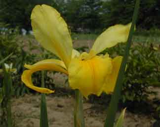 Spuria Iris Baby Chick