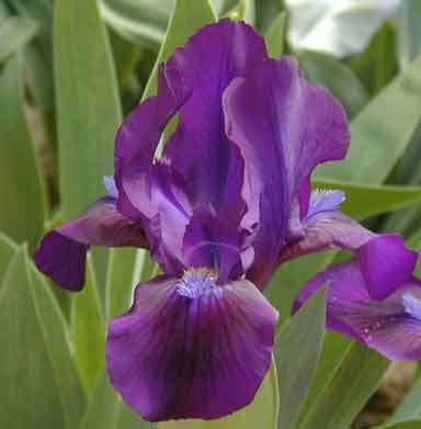 SDB Iris Baby Prince