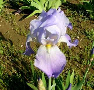TB Iris Ballet In Blues