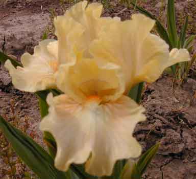 Ballet Lesson SDB Iris