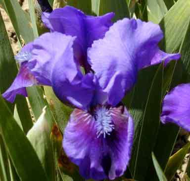 Banberry ruffles SDB Iris
