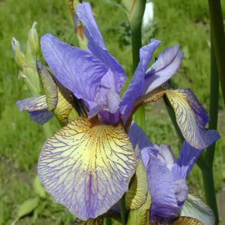 Siberian Iris Banish misfortune