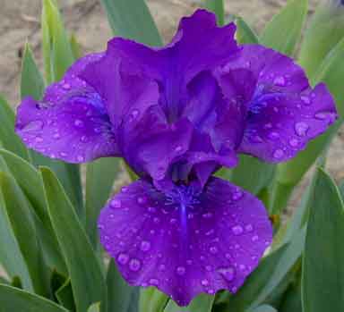 Bantam Prince SDB Iris