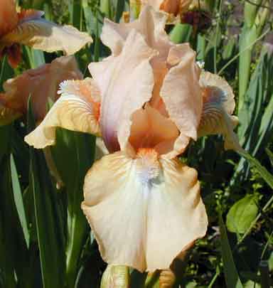 SDB Iris Barney