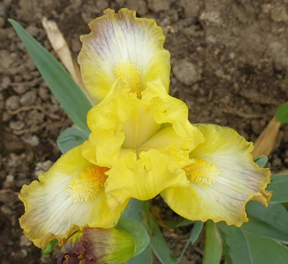 Bazinga iris