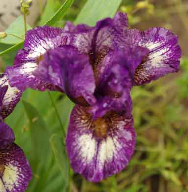 MDB Iris Be Brief
