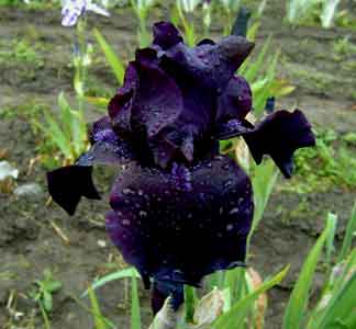 TB Iris Before The Storm
