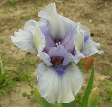 Beginner's surf SDB Iris