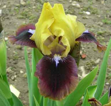 SDB Iris Being Busy