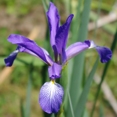 Belise spuris Iris chapmaniris.com