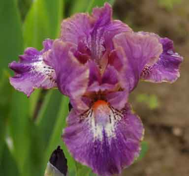 bit Of gilt SDB Iris