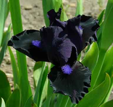 black Lightning SDB Iris 