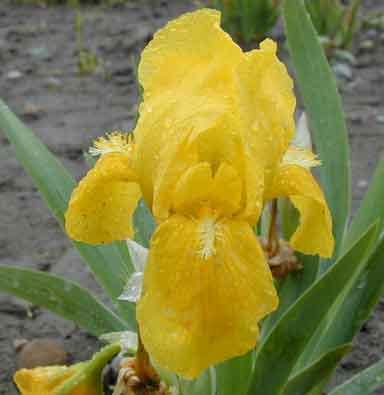 SDB Iris Blitz