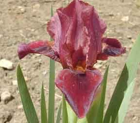 bllod Covanent SDB Iris