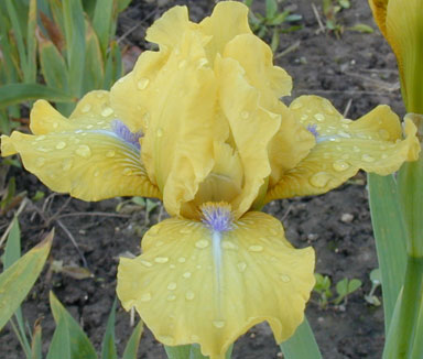 Blueeyed Blonde IB Iris chapmaniris.com