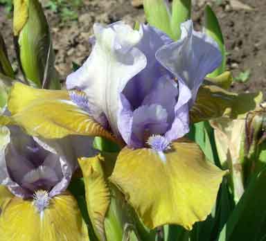 Blue Hat boy SDB iris