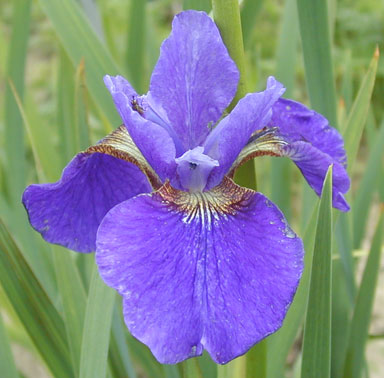 Blue Pennet Siberian chapmaniris.com