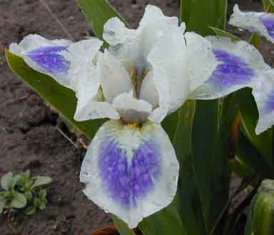 SDB Iris Blue Pools