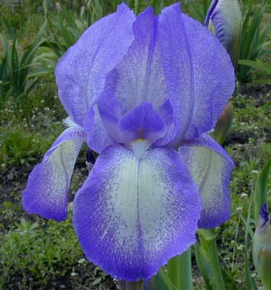 TB Iris Blue Shimmer