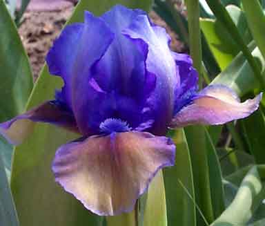 Blueberry Tart SDB Iris