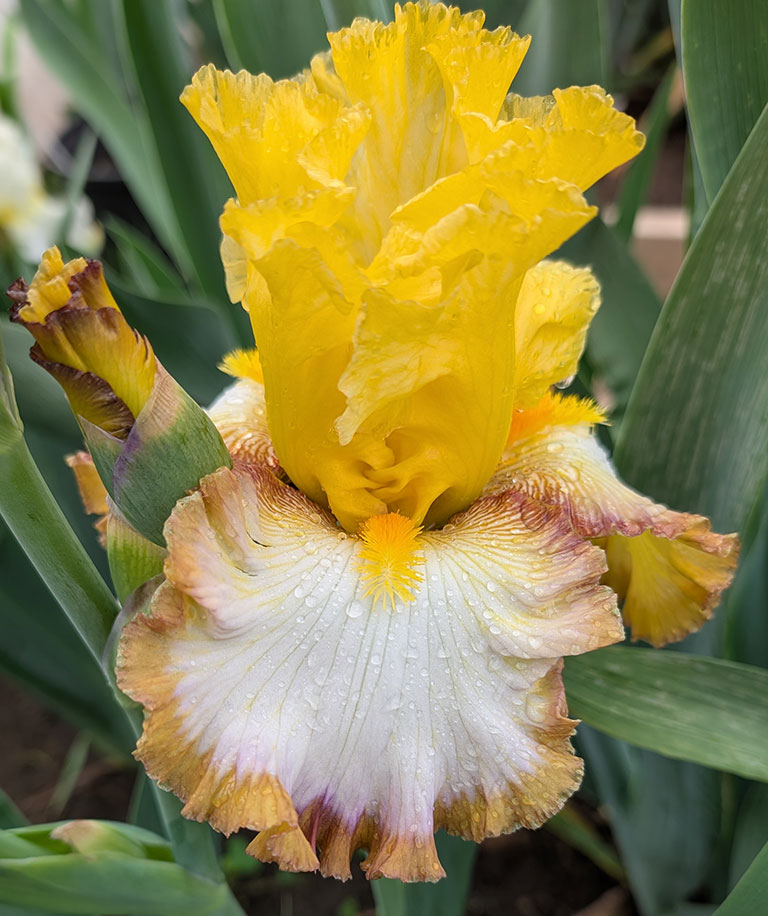 Boogie Woogie Bugal Boy