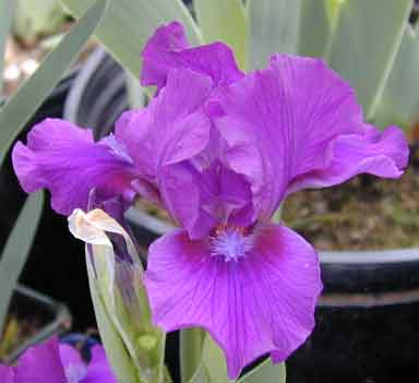 Bourgeois SDB Iris