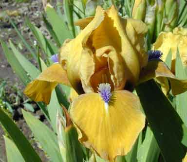 Brass Tacks SDB Iris