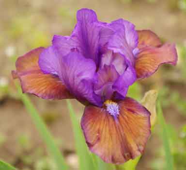 SDB Iris Break Dancing