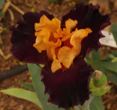 TB Iris Brilliant Disguise