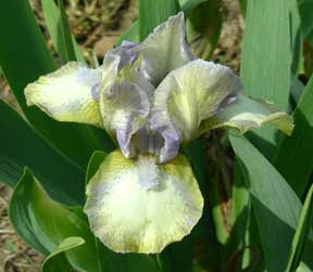 SDB Iris Broken Halo