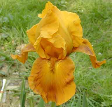 IB Iris Bronzair