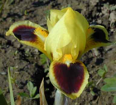 MDB Iris Bugsy