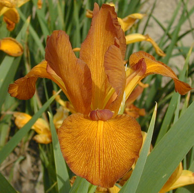 Burnished Brass Spuria Iris chapmaniris.com