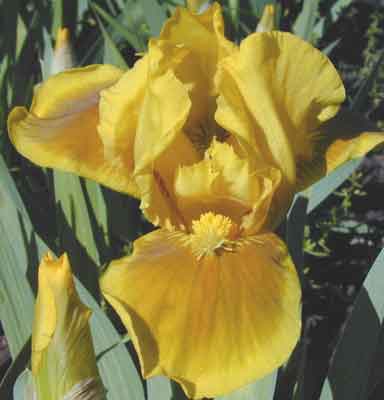 Butterscotch Carpet SDB Iris 