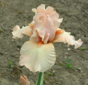 BB Iris Cameo Blush 