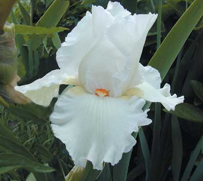 BB Iris Canadian Border