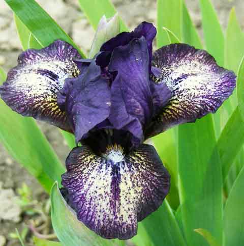 Captain Kirk SDB Chapman Iris