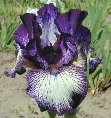Carrawitched IB Iris 