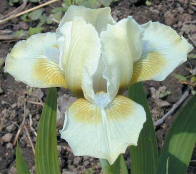 SDB Iris Carpet Scentsation